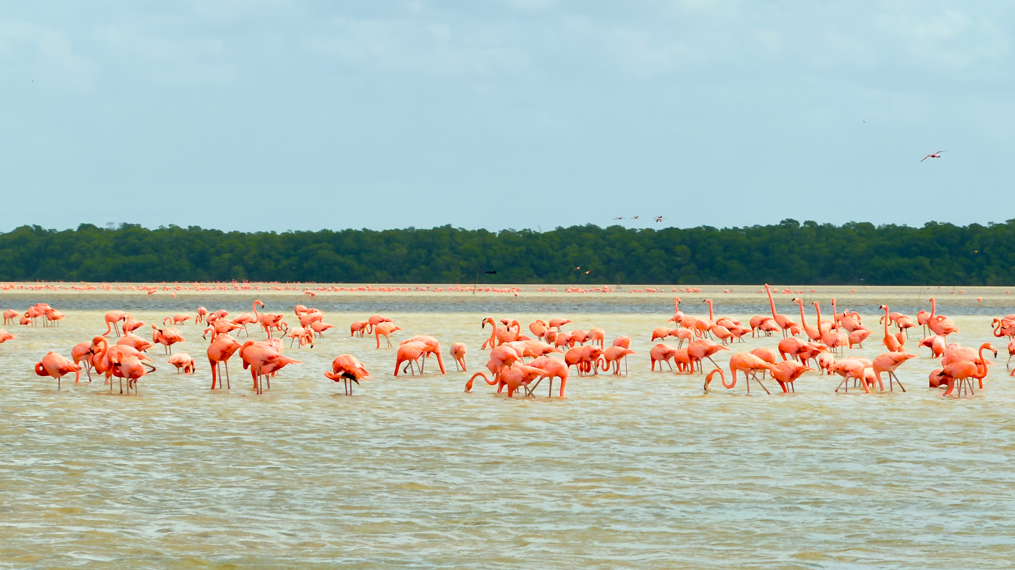 Celestun Biosphere Reserve